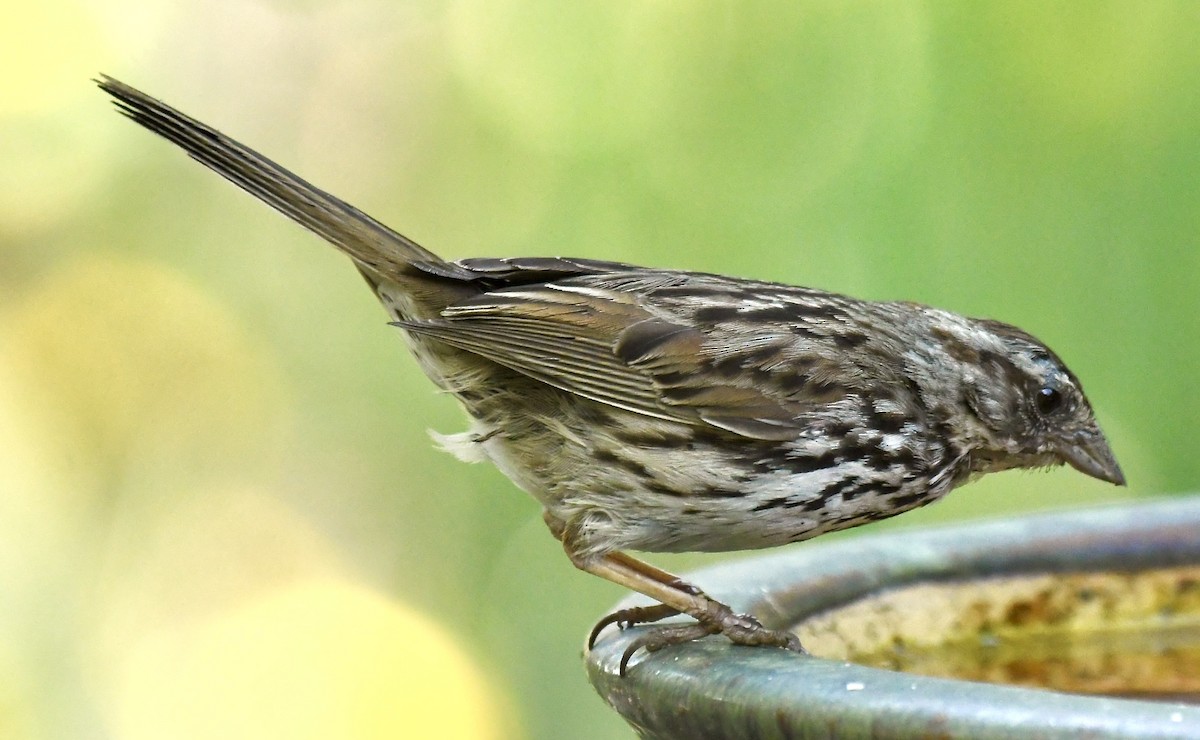 strnadec zpěvný - ML635384625