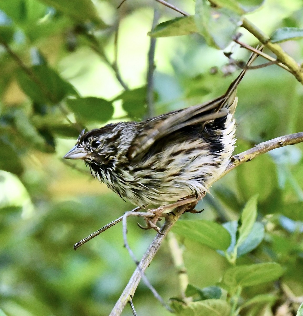 strnadec zpěvný - ML635384638