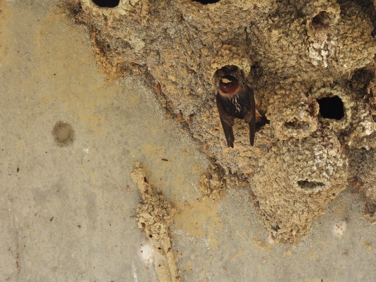 Cliff Swallow - ML635384702