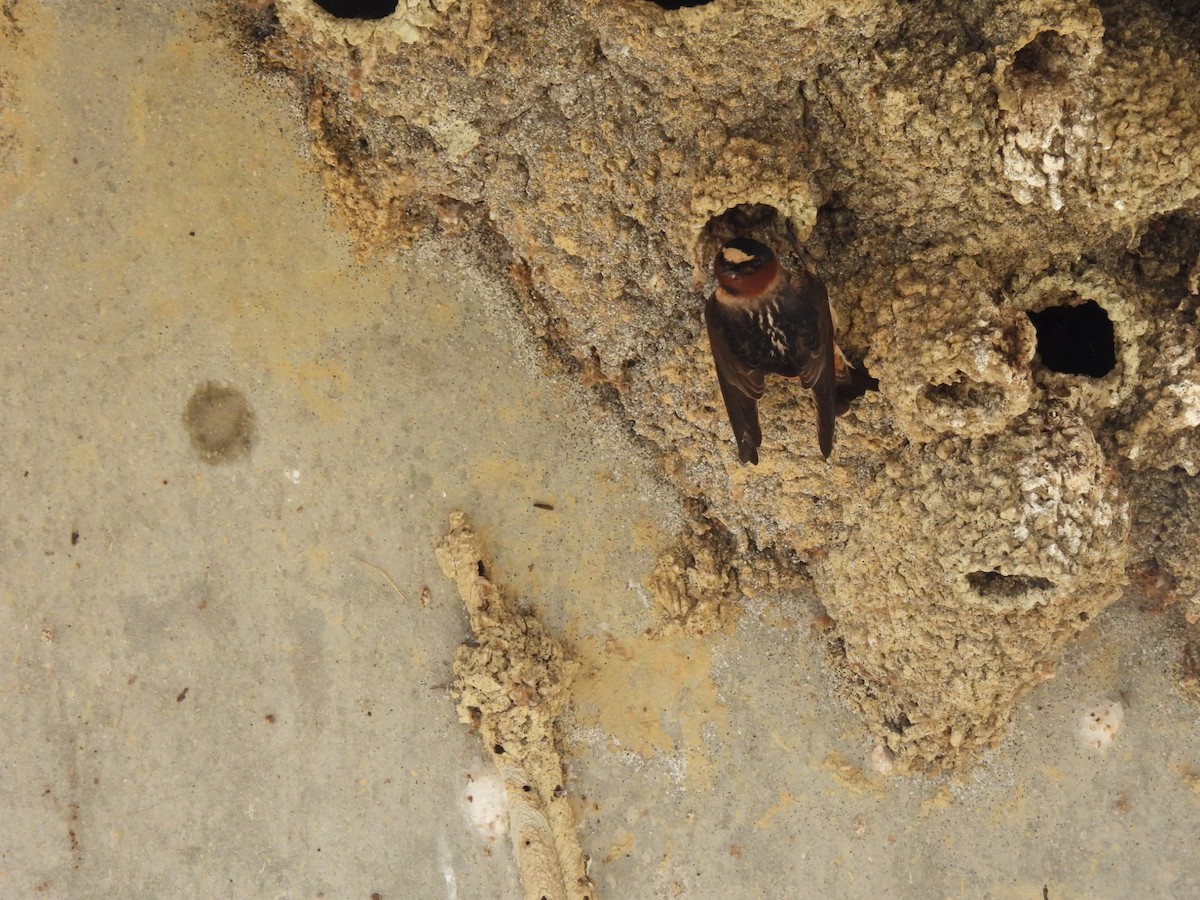 Cliff Swallow - ML635384703