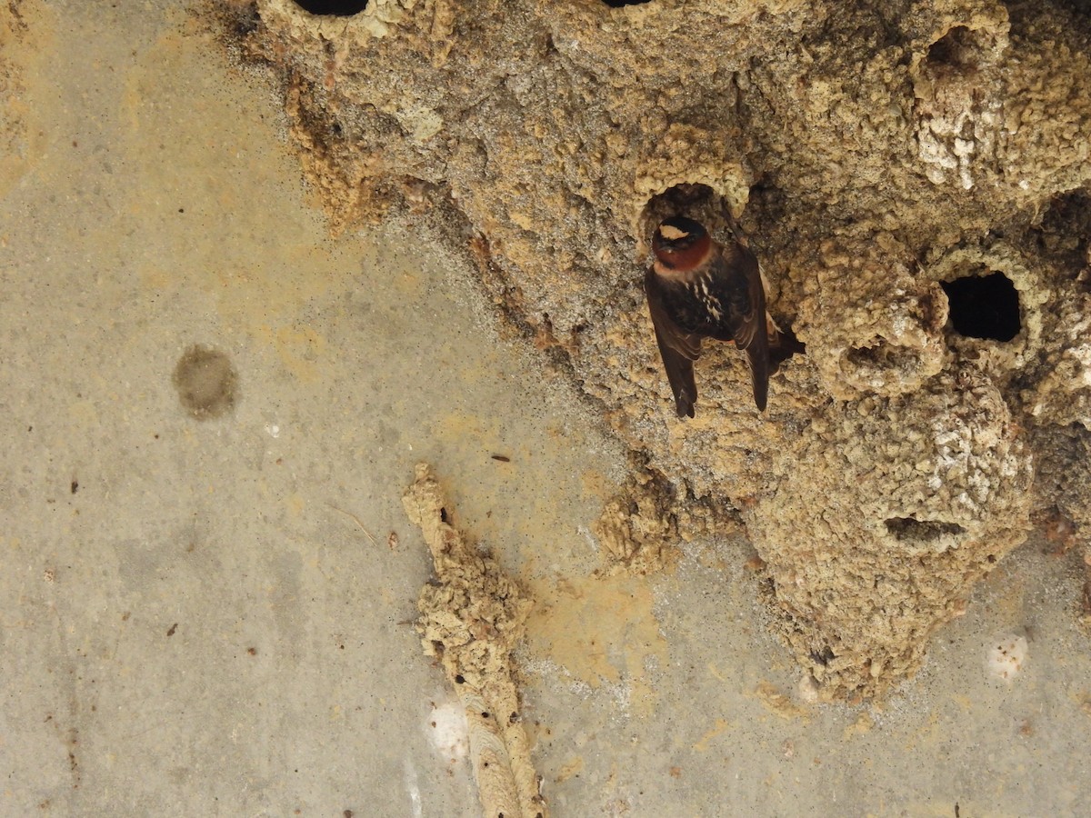 Cliff Swallow - ML635384704
