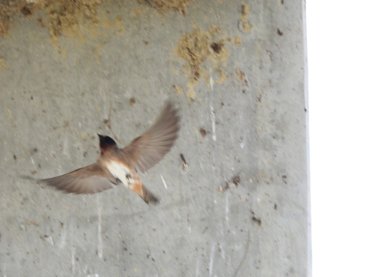 Cliff Swallow - ML635384718