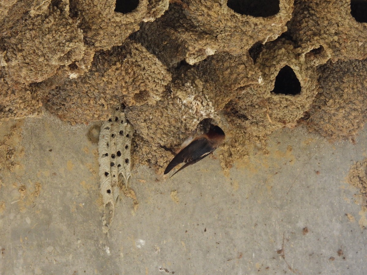 Cliff Swallow - ML635384719