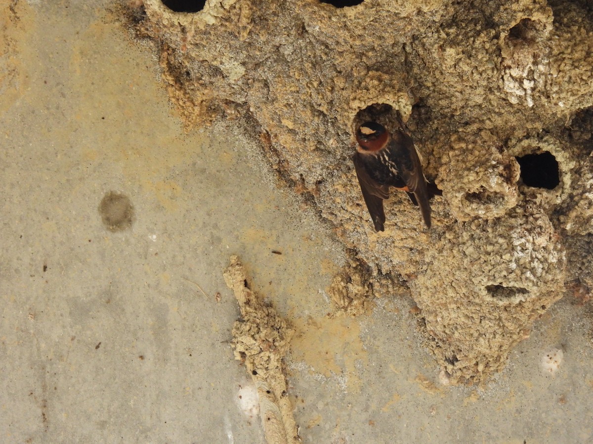 Cliff Swallow - ML635384720