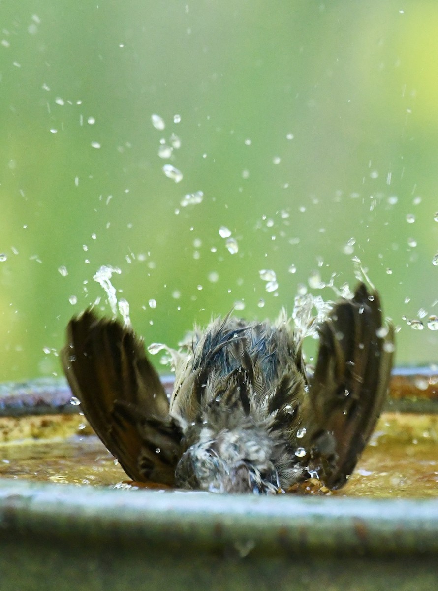 strnadec zpěvný - ML635384740