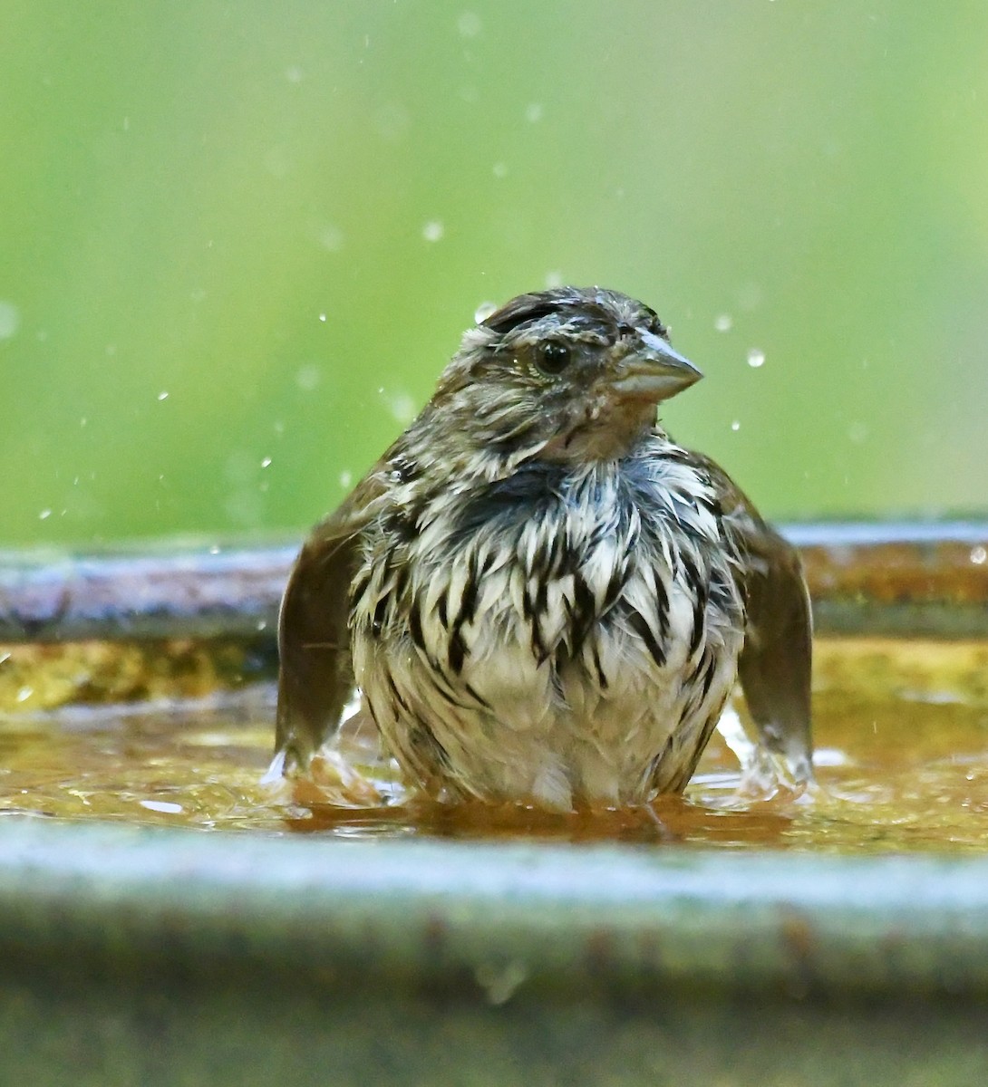 strnadec zpěvný - ML635384756