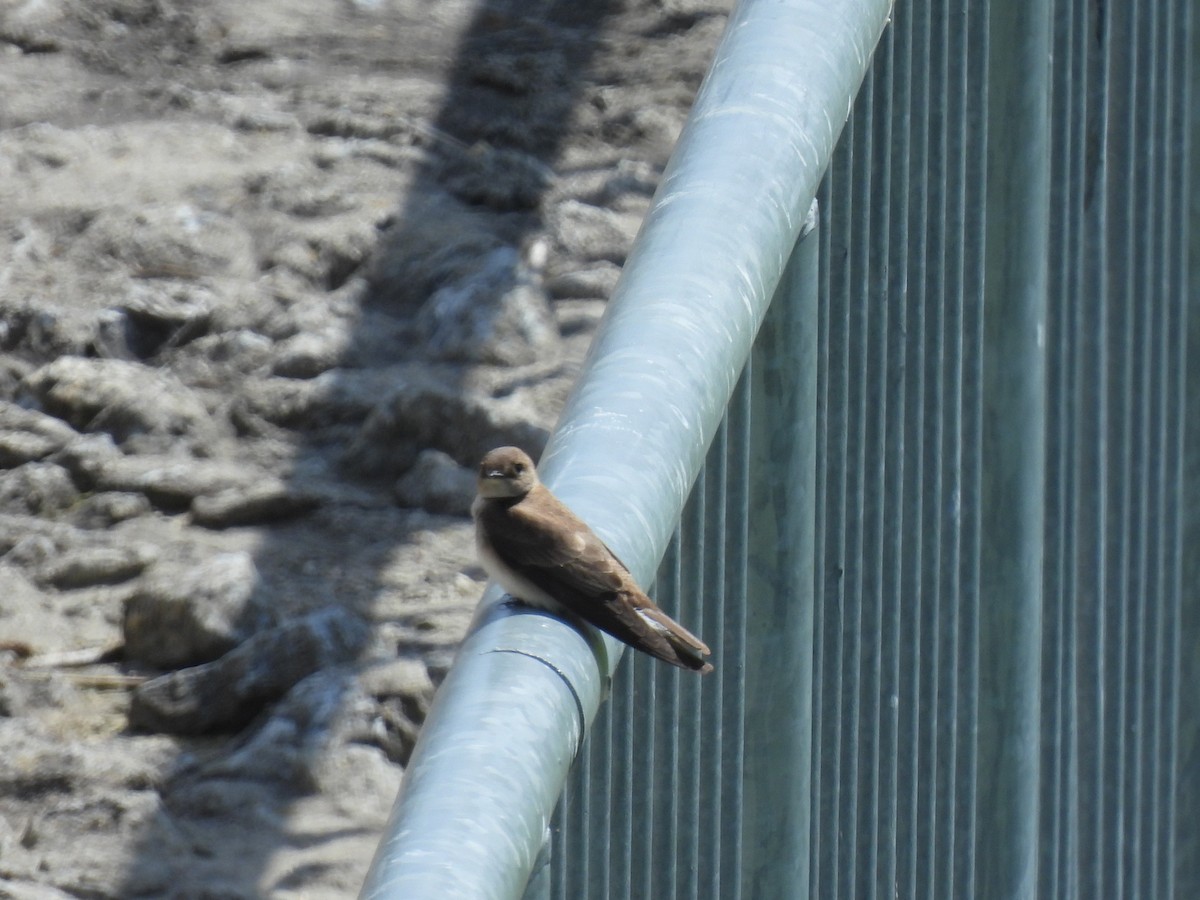 Northern Rough-winged Swallow - ML635384769