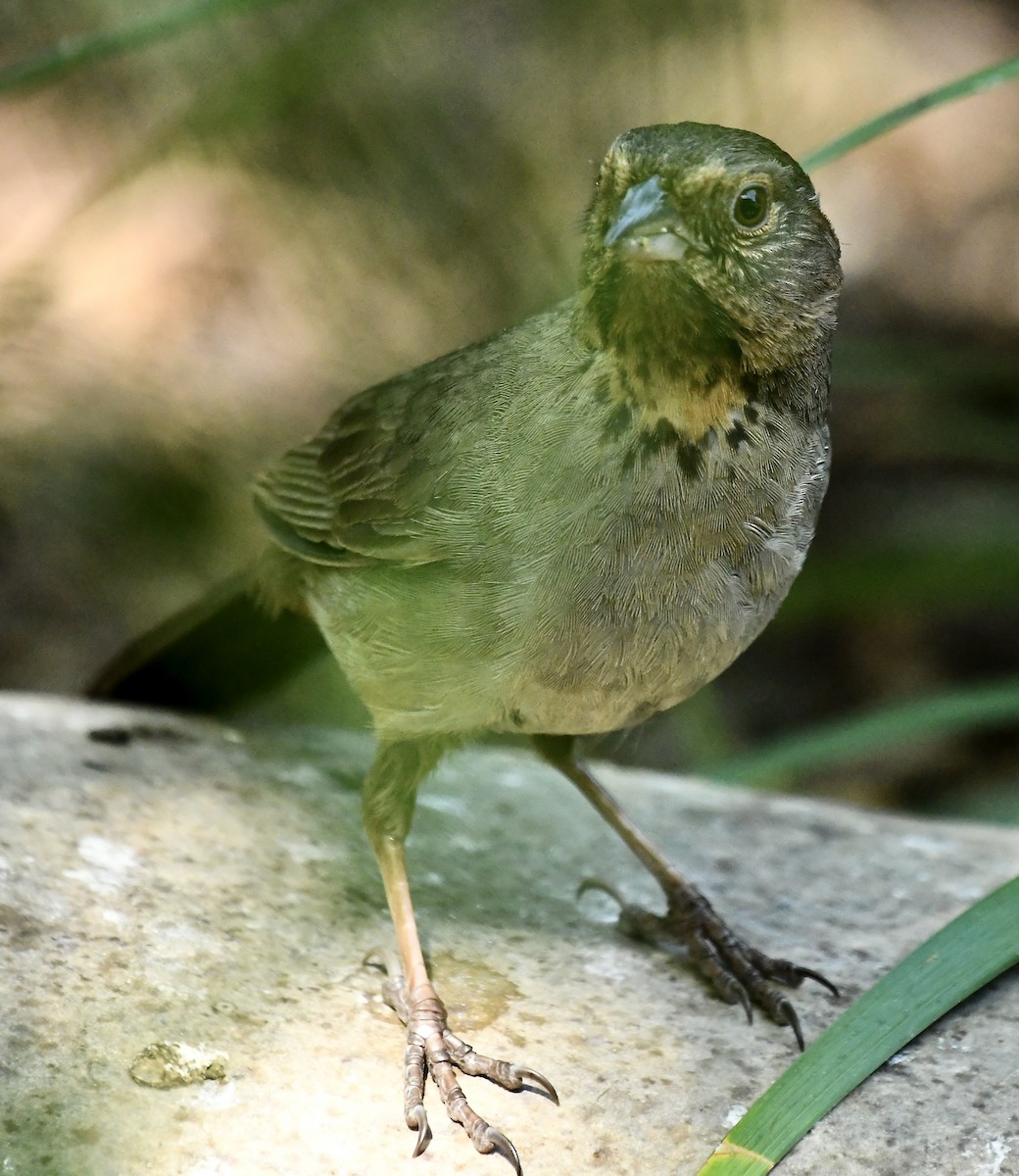California Towhee - ML635384780