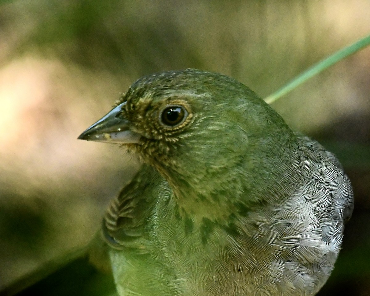 California Towhee - ML635384787