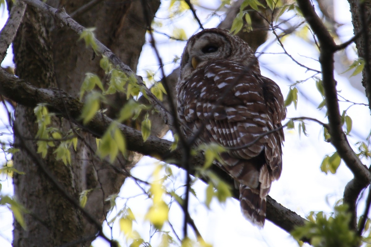 Barred Owl - ML635384801
