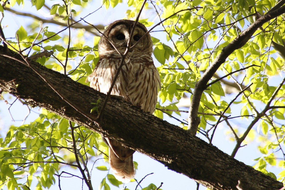 Barred Owl - ML635384804