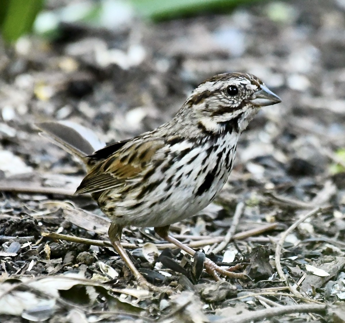 strnadec zpěvný - ML635384805