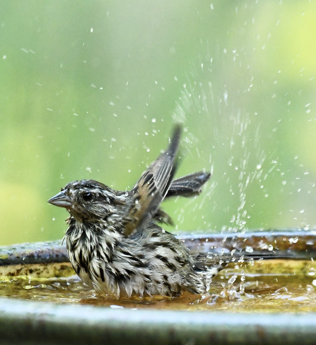 strnadec zpěvný - ML635384810