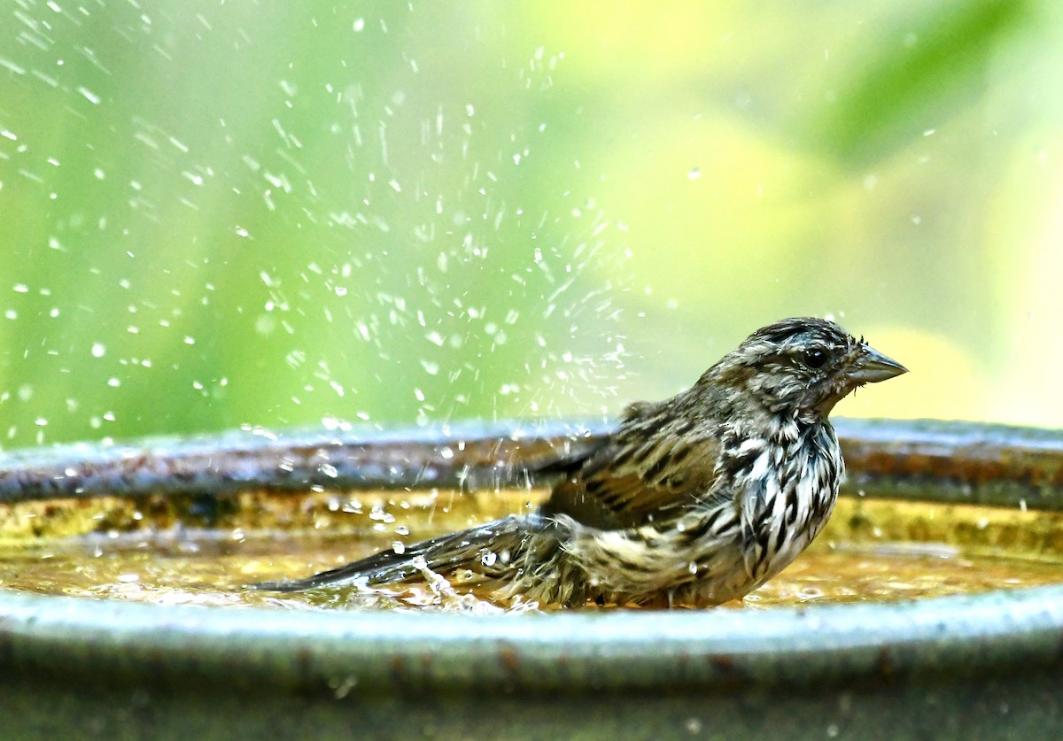 strnadec zpěvný - ML635384818