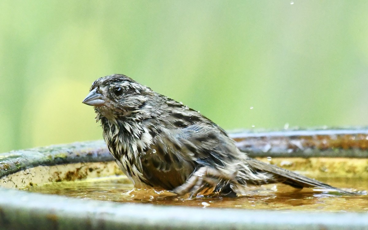 strnadec zpěvný - ML635384823