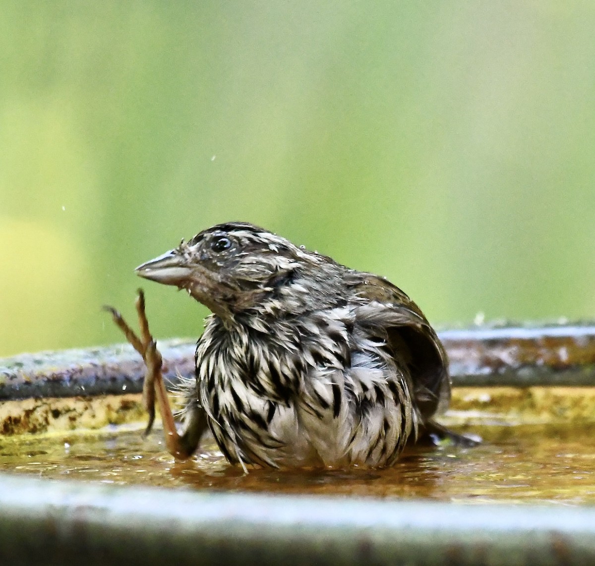 strnadec zpěvný - ML635384828