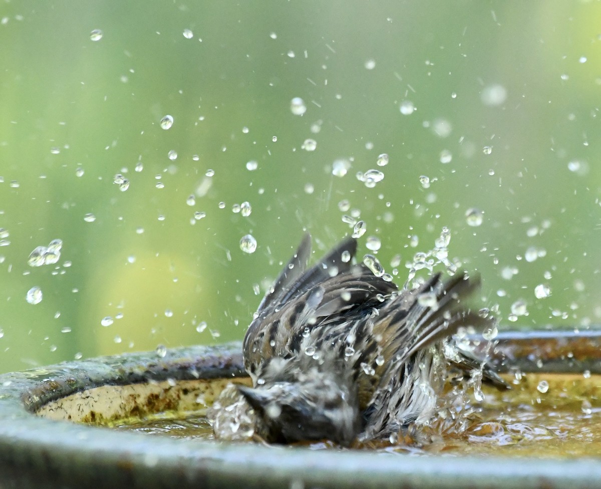 strnadec zpěvný - ML635384831