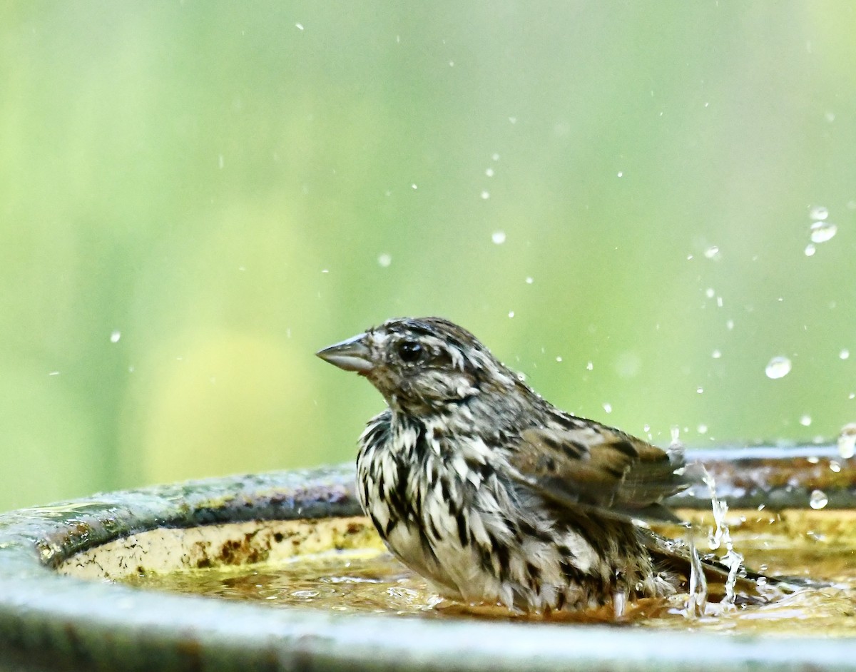 strnadec zpěvný - ML635384849