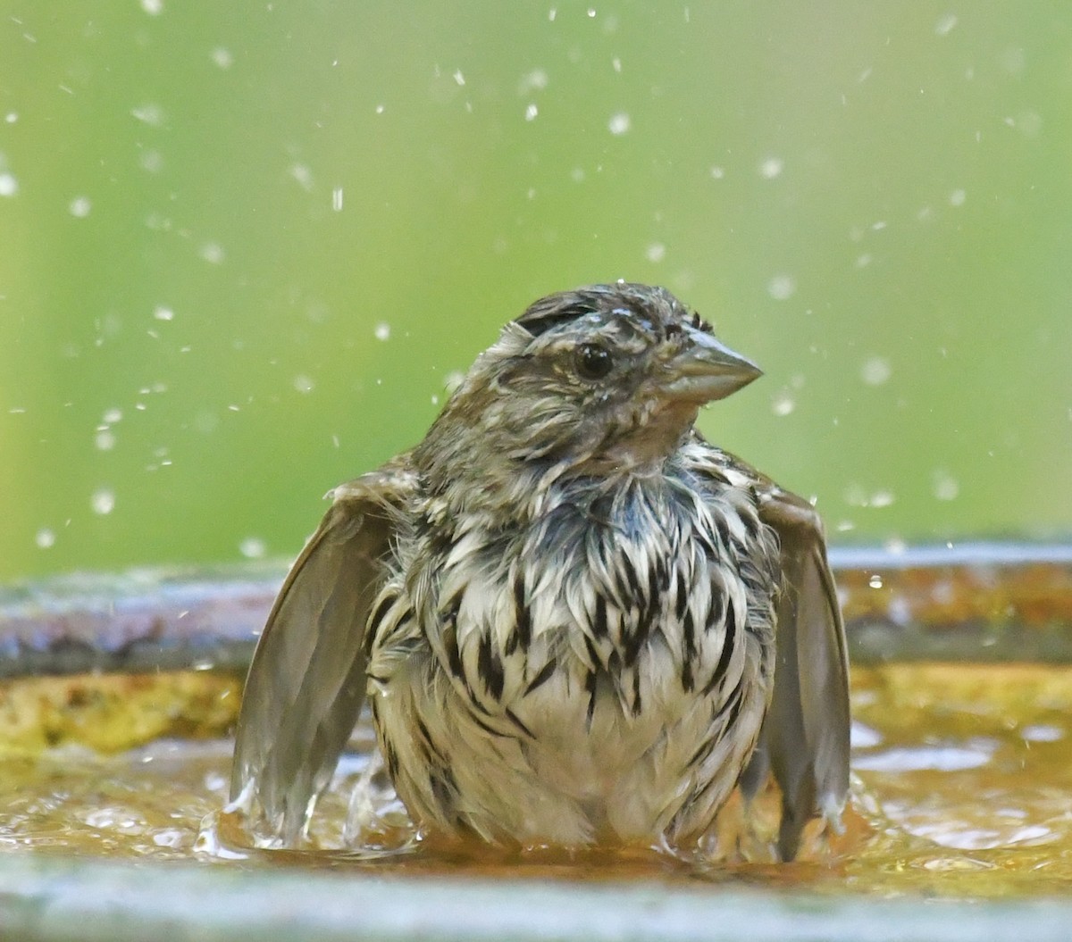 strnadec zpěvný - ML635384852