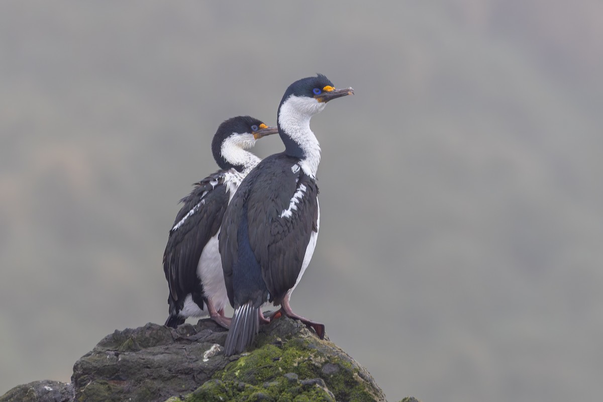 Macquarie Shag - ML635384857