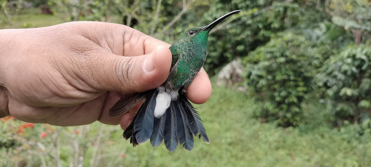 Colibri de Buffon - ML635384921