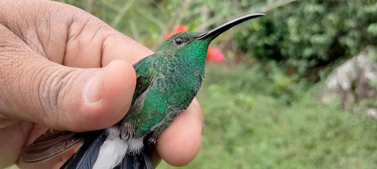 Colibri de Buffon - ML635384922