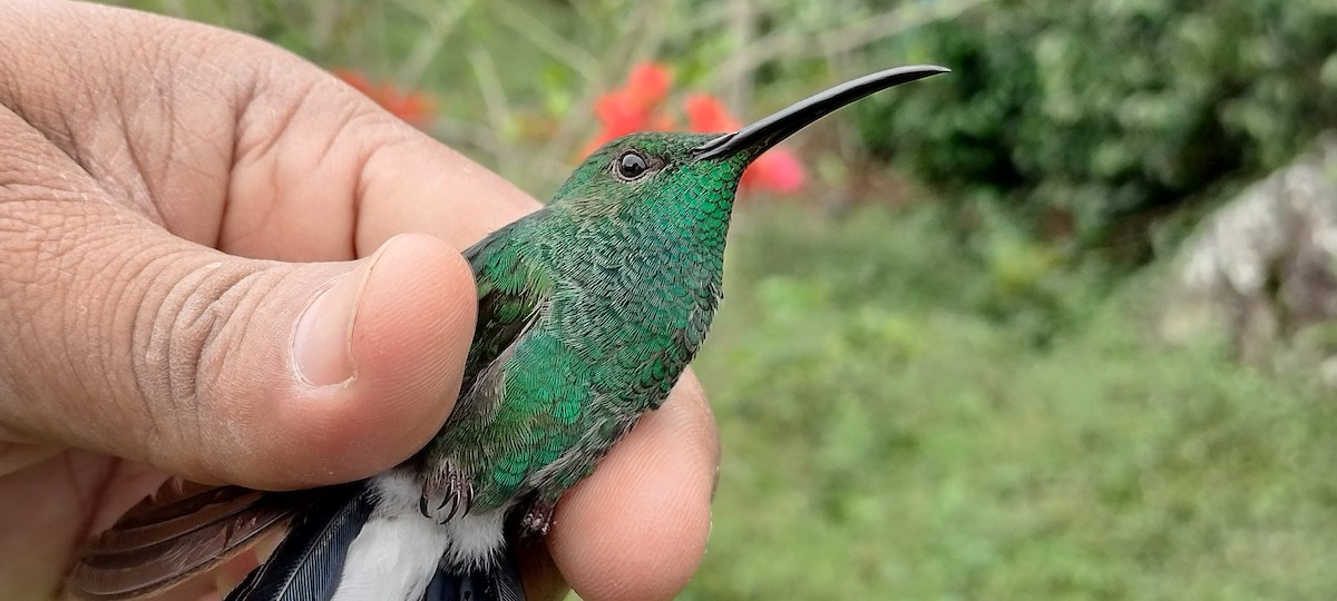 Colibri de Buffon - ML635384923