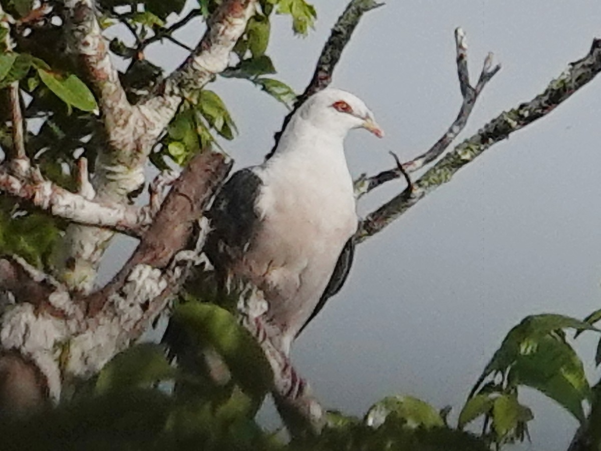 Pale Mountain-Pigeon - ML635384934