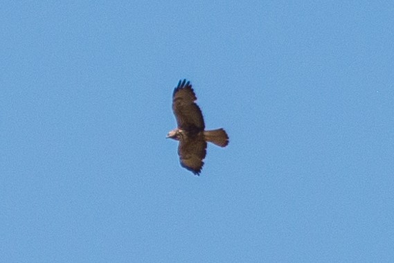 hawk sp. - ML635384965