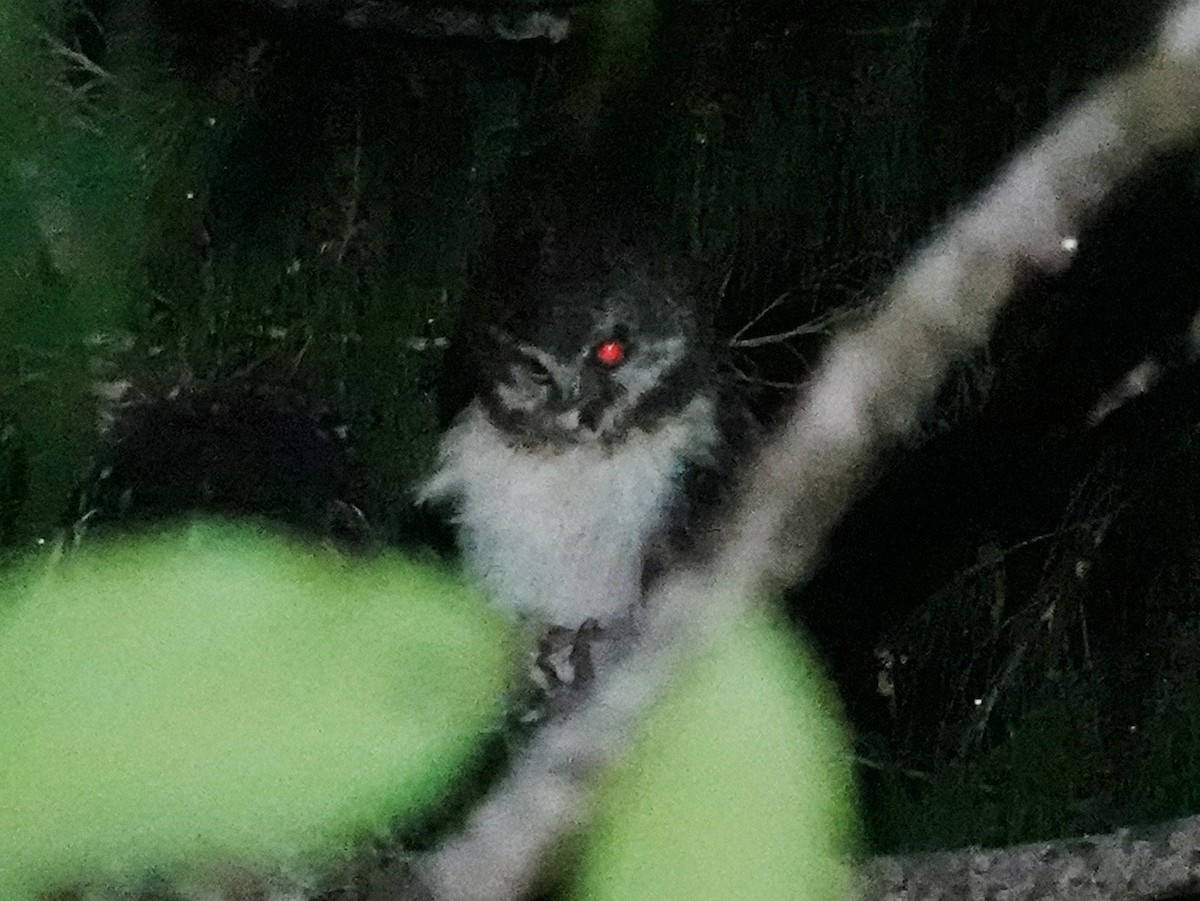 West Solomons Owl - ML635384966