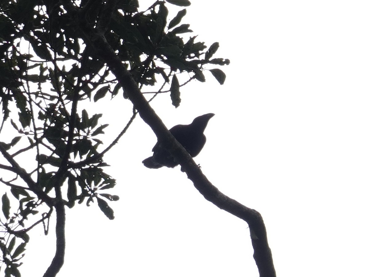 ブーゲンビルガラス - ML635384981