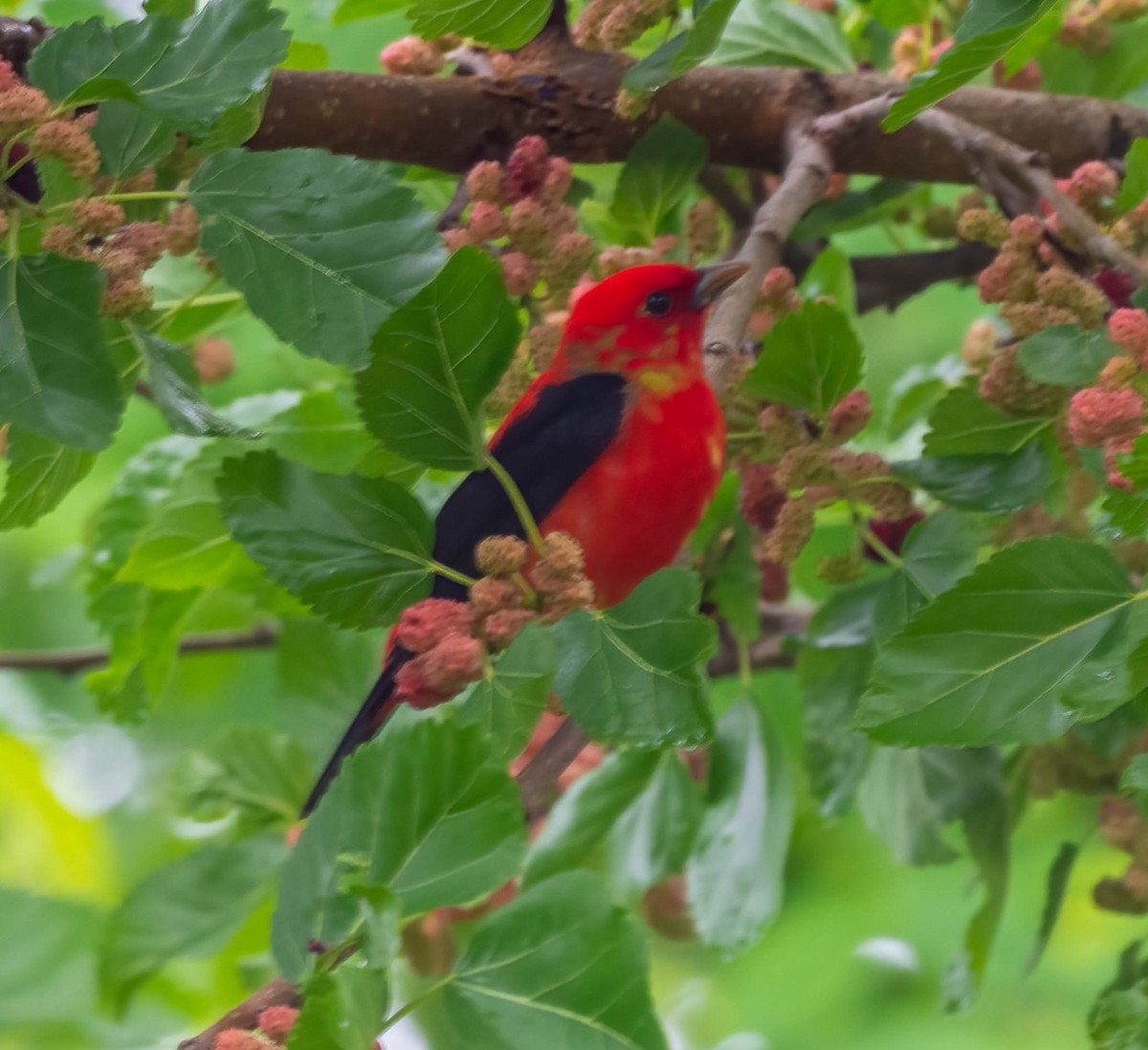 Scarlet Tanager - ML635384992