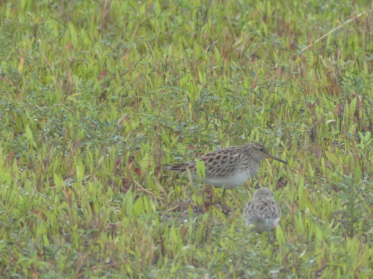 Graubrust-Strandläufer - ML635384995
