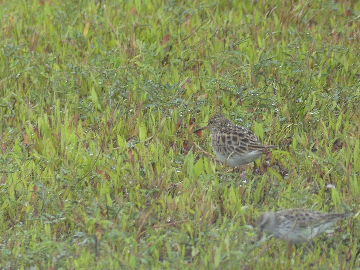 Graubrust-Strandläufer - ML635384996