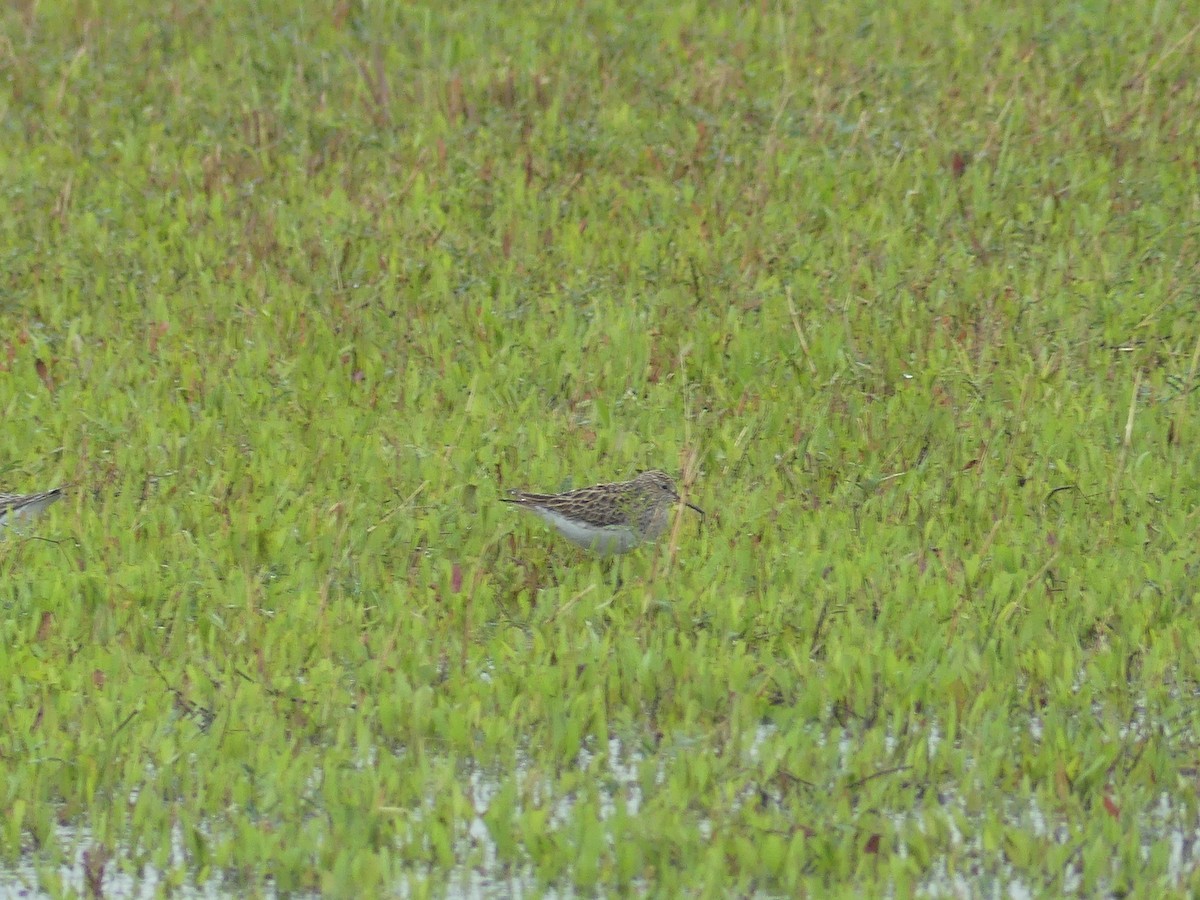 Graubrust-Strandläufer - ML635384998