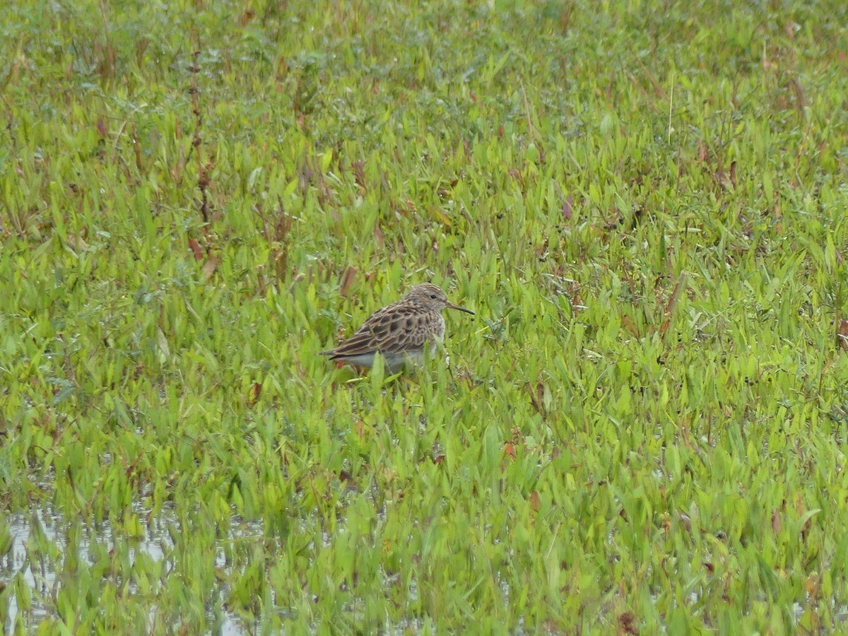 Graubrust-Strandläufer - ML635384999