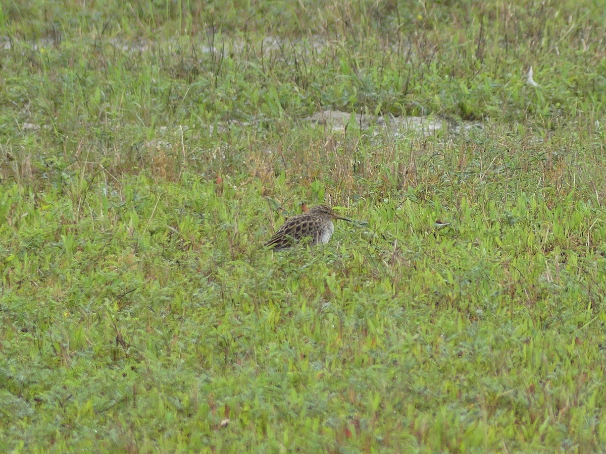 Graubrust-Strandläufer - ML635385000