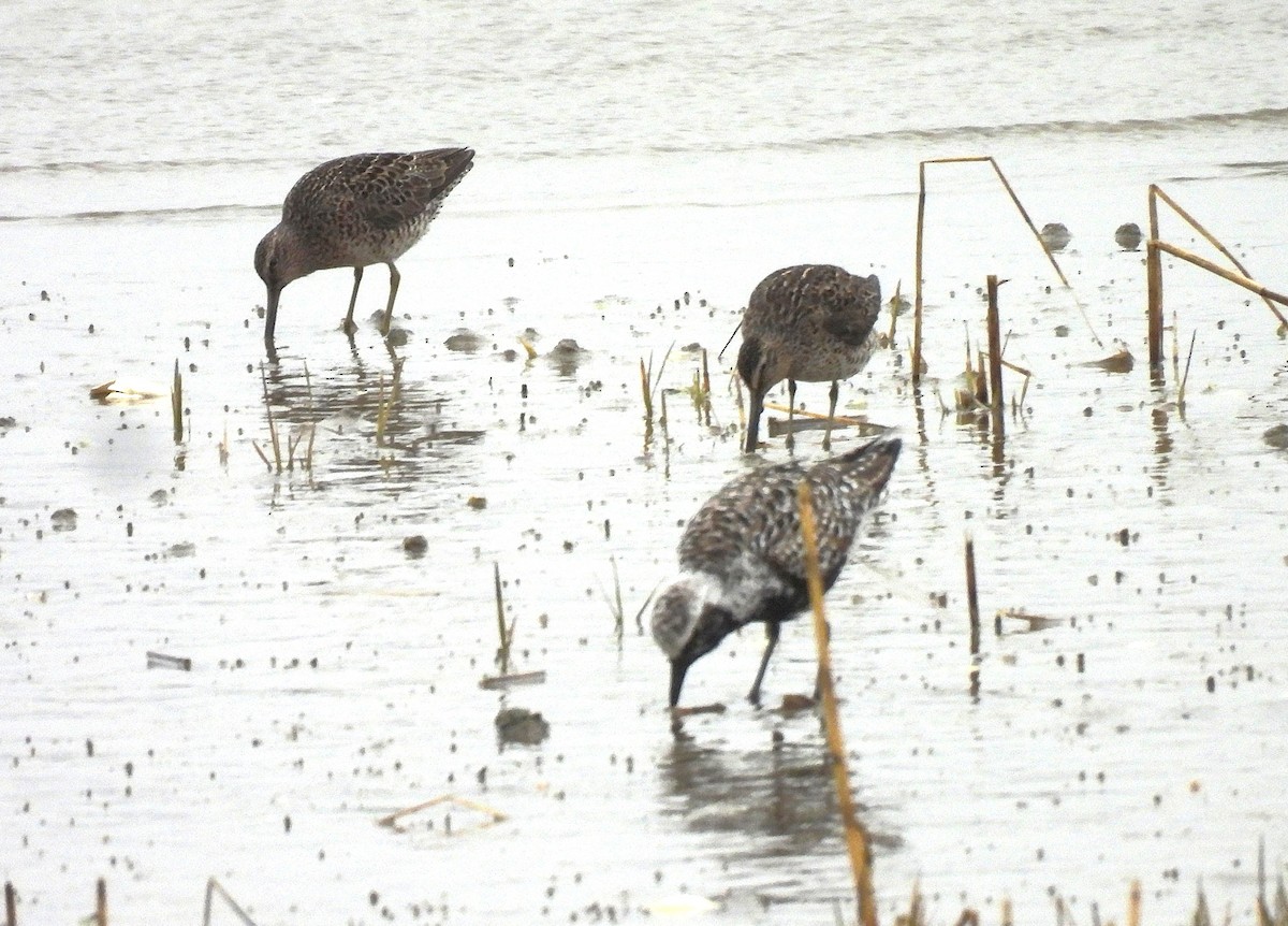 Black-bellied Plover - ML635385004