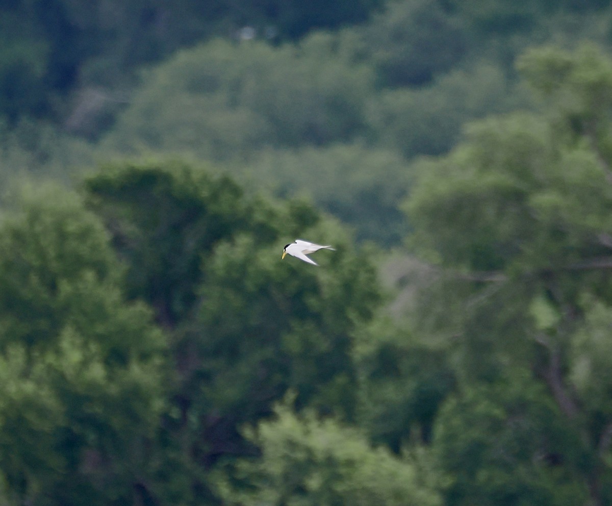 Least Tern - ML635385046