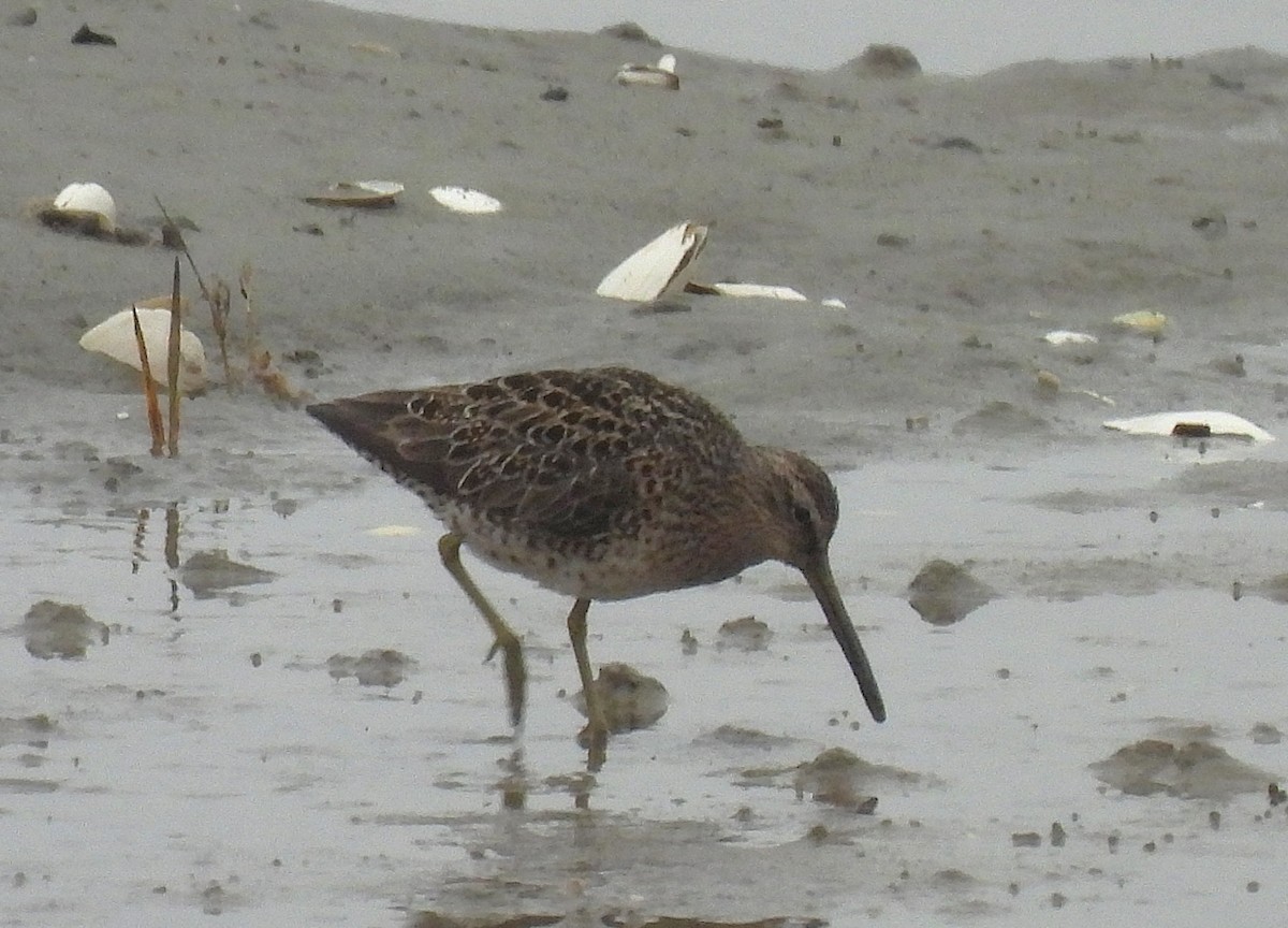 Short-billed Dowitcher - ML635385058