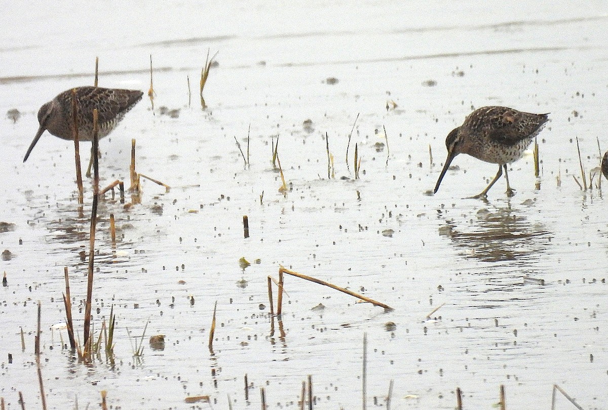 Short-billed Dowitcher - ML635385059
