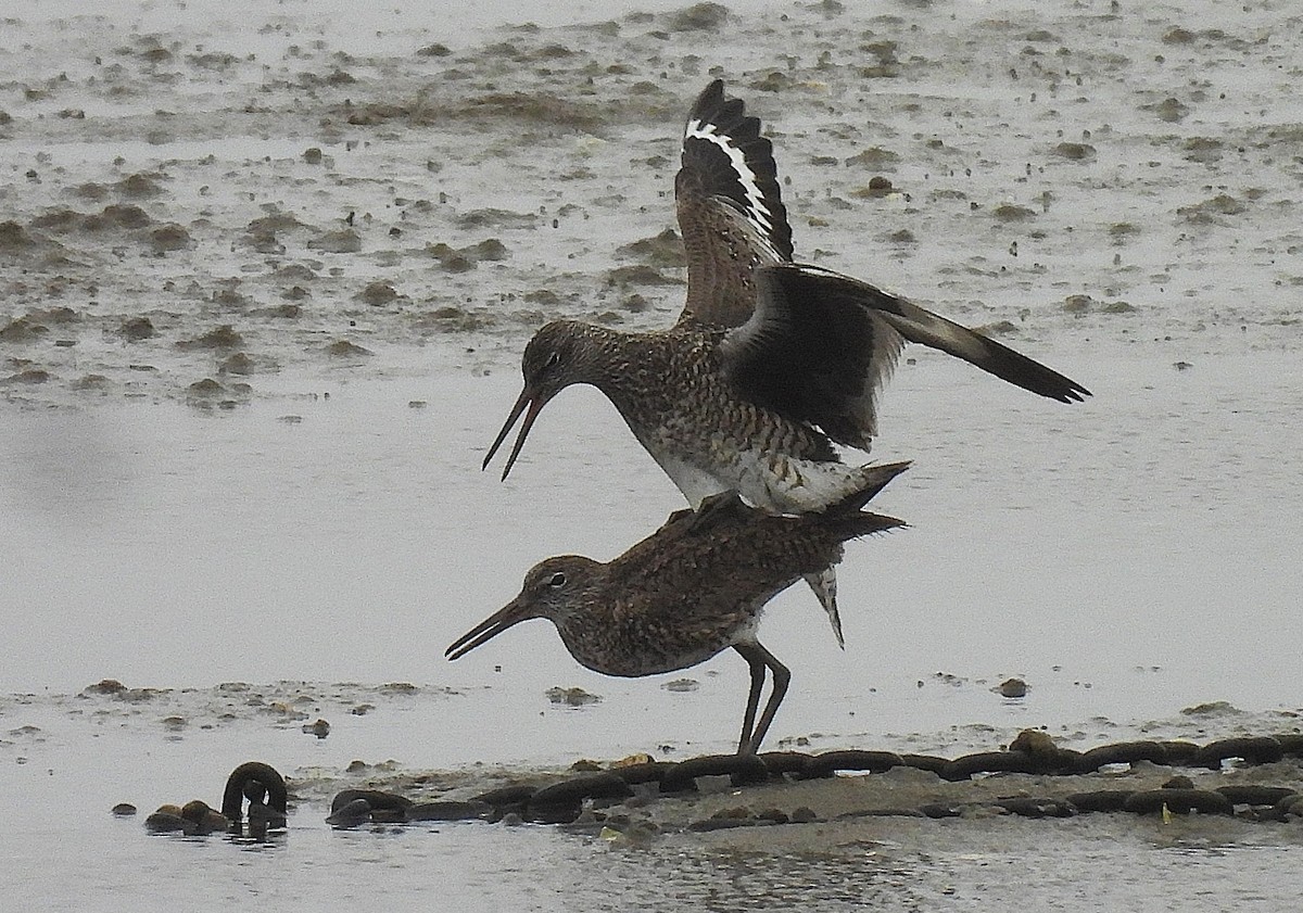 Willet - ML635385082