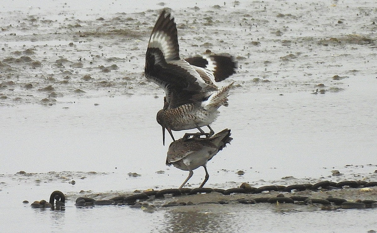 Willet - ML635385083