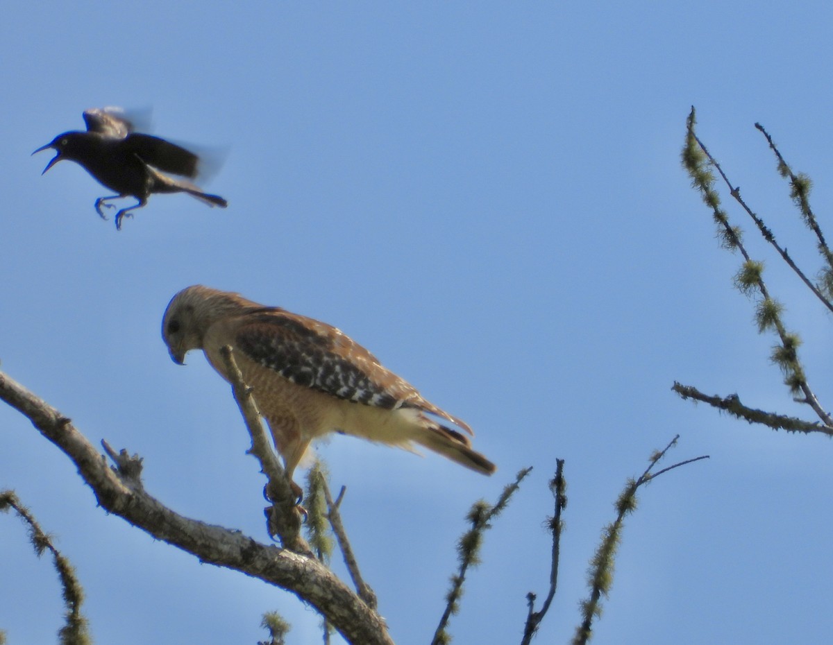 Common Grackle - ML635385092