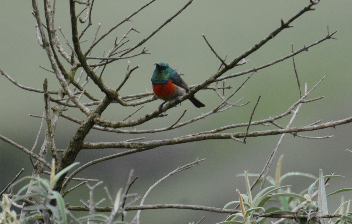 Greater Double-collared Sunbird - ML635385102
