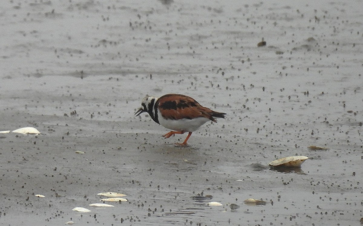 Ruddy Turnstone - ML635385114