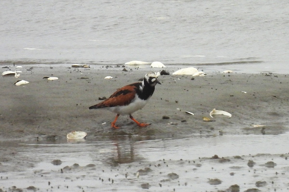 Ruddy Turnstone - ML635385115