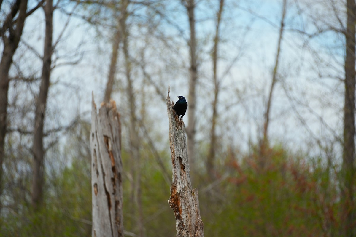 Common Grackle - ML635385132
