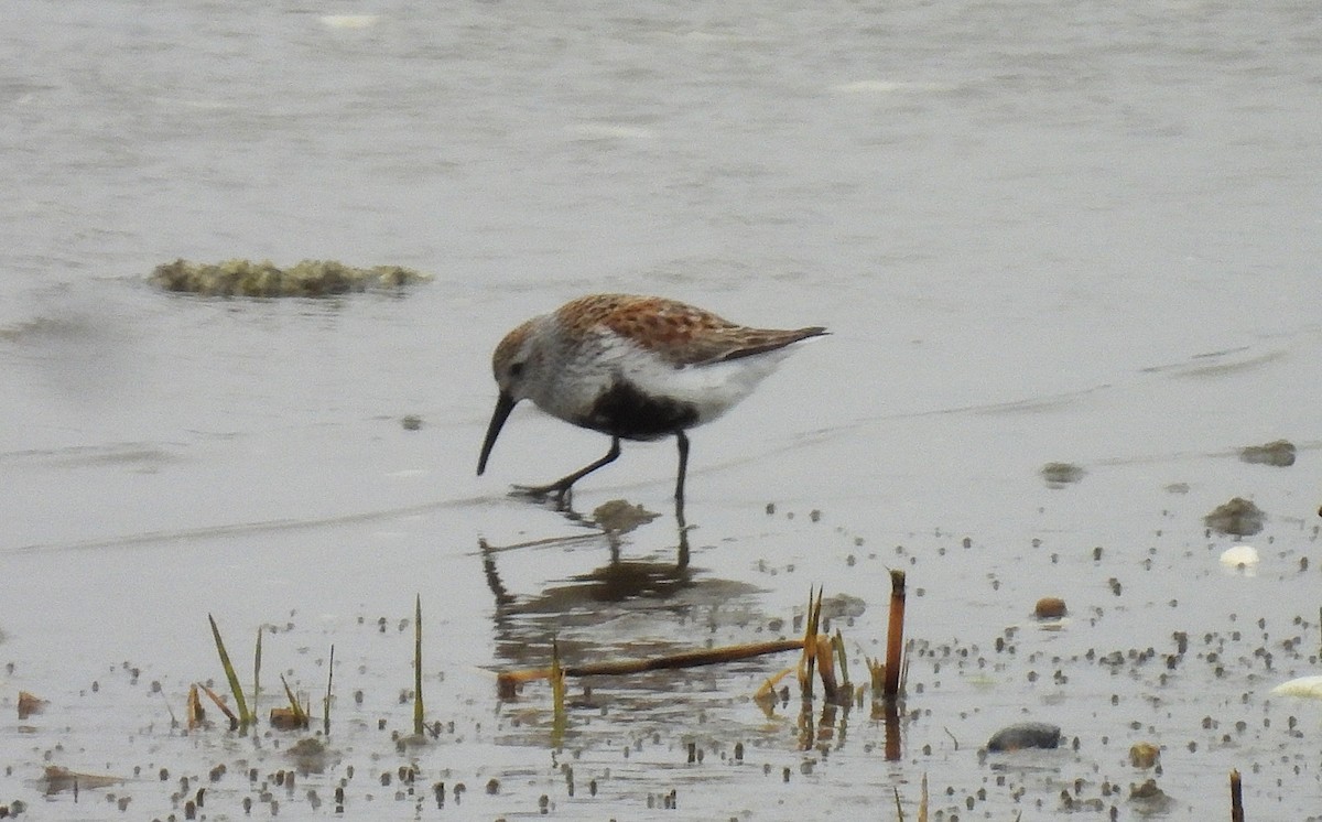 Dunlin - ML635385153