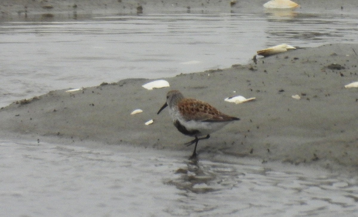 Dunlin - ML635385154